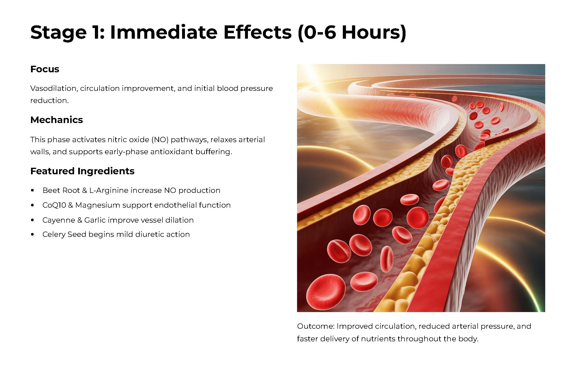High Blood Pressure Support - Image 5