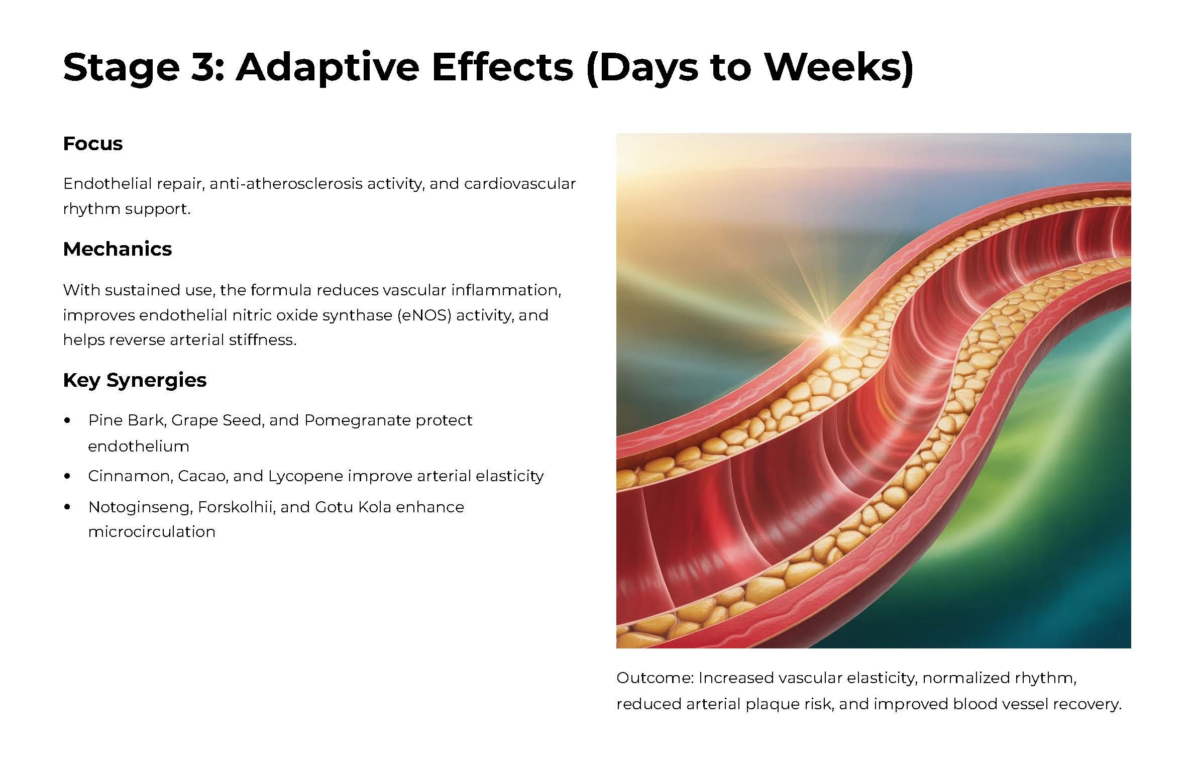 High Blood Pressure Support - Image 7