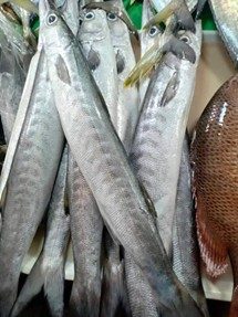 Barracuda White (Sphyraena Jello)