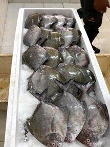 Black Pomfret (Parastromateus Niger)