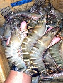 Black Tiger Shrimps (Penaeus Monodon)