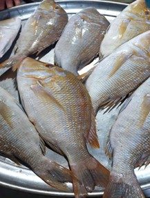 Emperor Fish (Lethrinus Nebulosus)