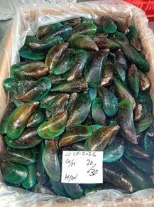 Green Mussels (Perna Viridis)