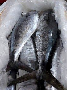 King Fish (Scomberomorus Cavalla)