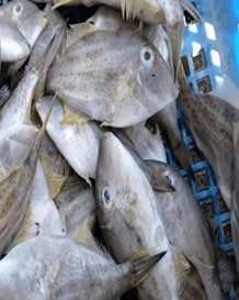 Leather Jacket (Oligoplites Saurus)