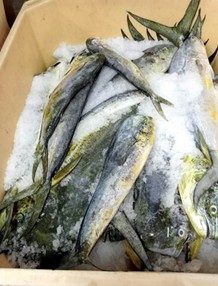 Mahi Mahi Fish (Coryphaena Hippurus)