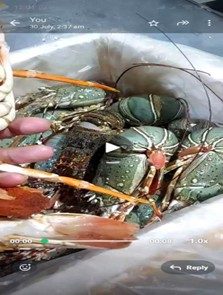 Original Green Lobster (Panulirus Gracilis)