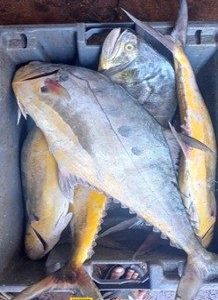 Queen Fish (Scomberoides Commersonnianus)