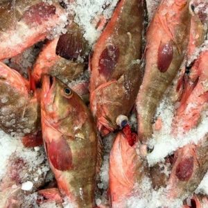 Red Grouper (Epinephelus Diacanthus)