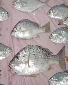 Silver Grunter (Pomadasys Argenteus)