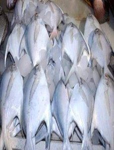 White Pomfret (Pampus Argenteus)