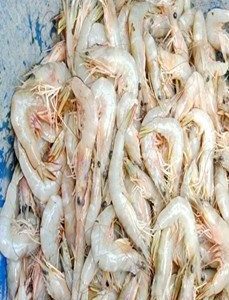 White Shrimps (Litopenaeus Vannamei)