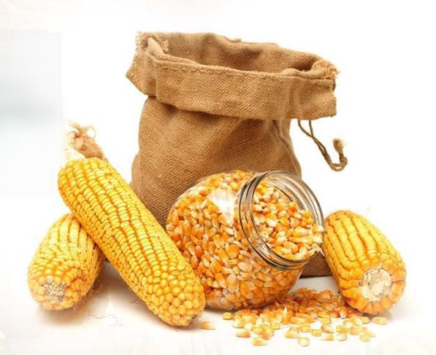 Yellow Dried Corn